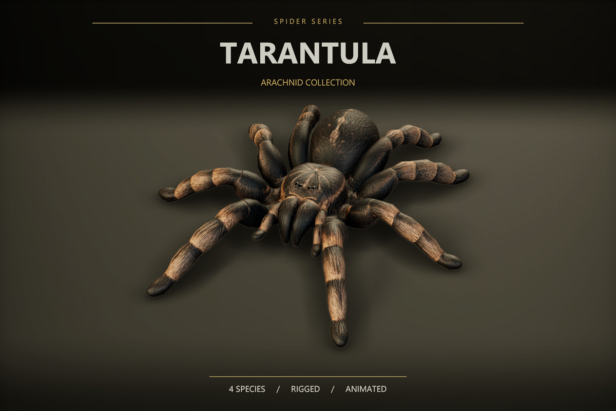 Arachnid Collection — image 2