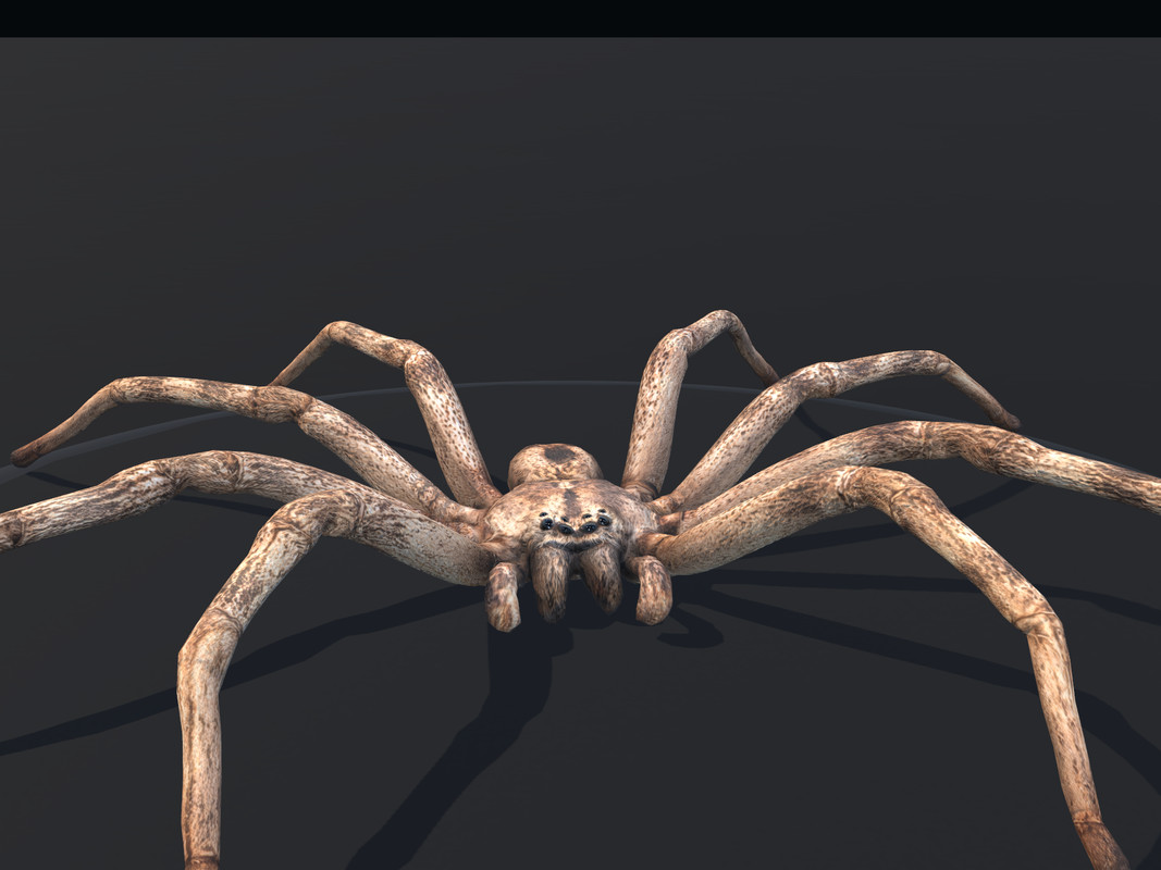 Arachnid Collection — image 5