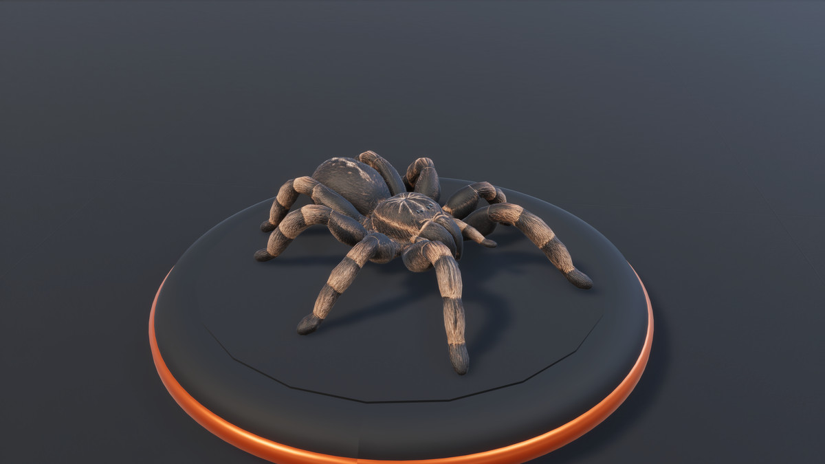 Arachnid Collection — image 6