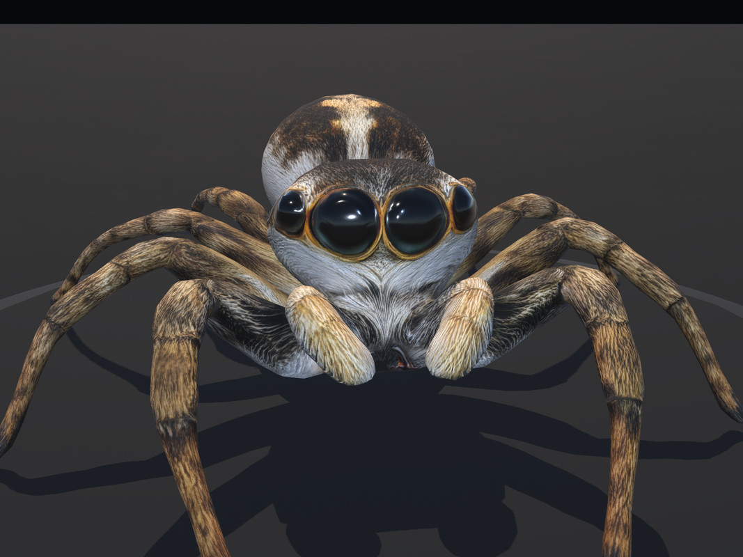 Arachnid Collection — Arachnid Collection