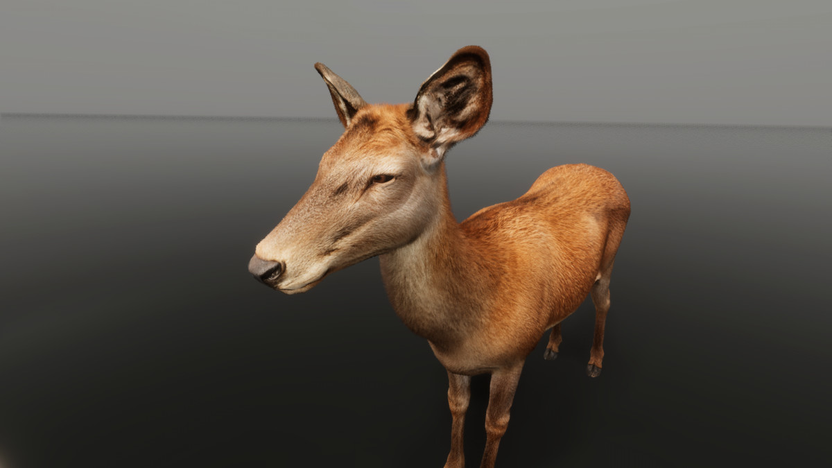 Red deer doe — close-up