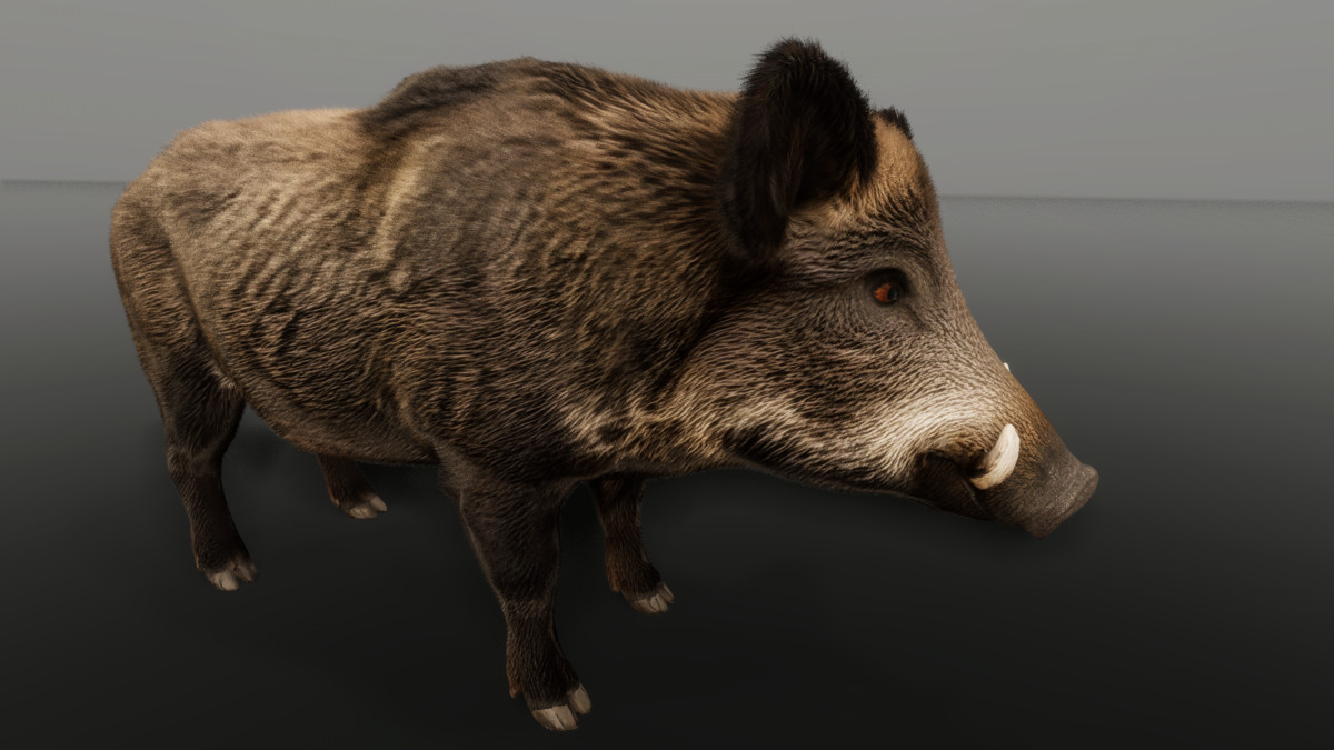Wild boar — Ultrarealistic Forest Animals