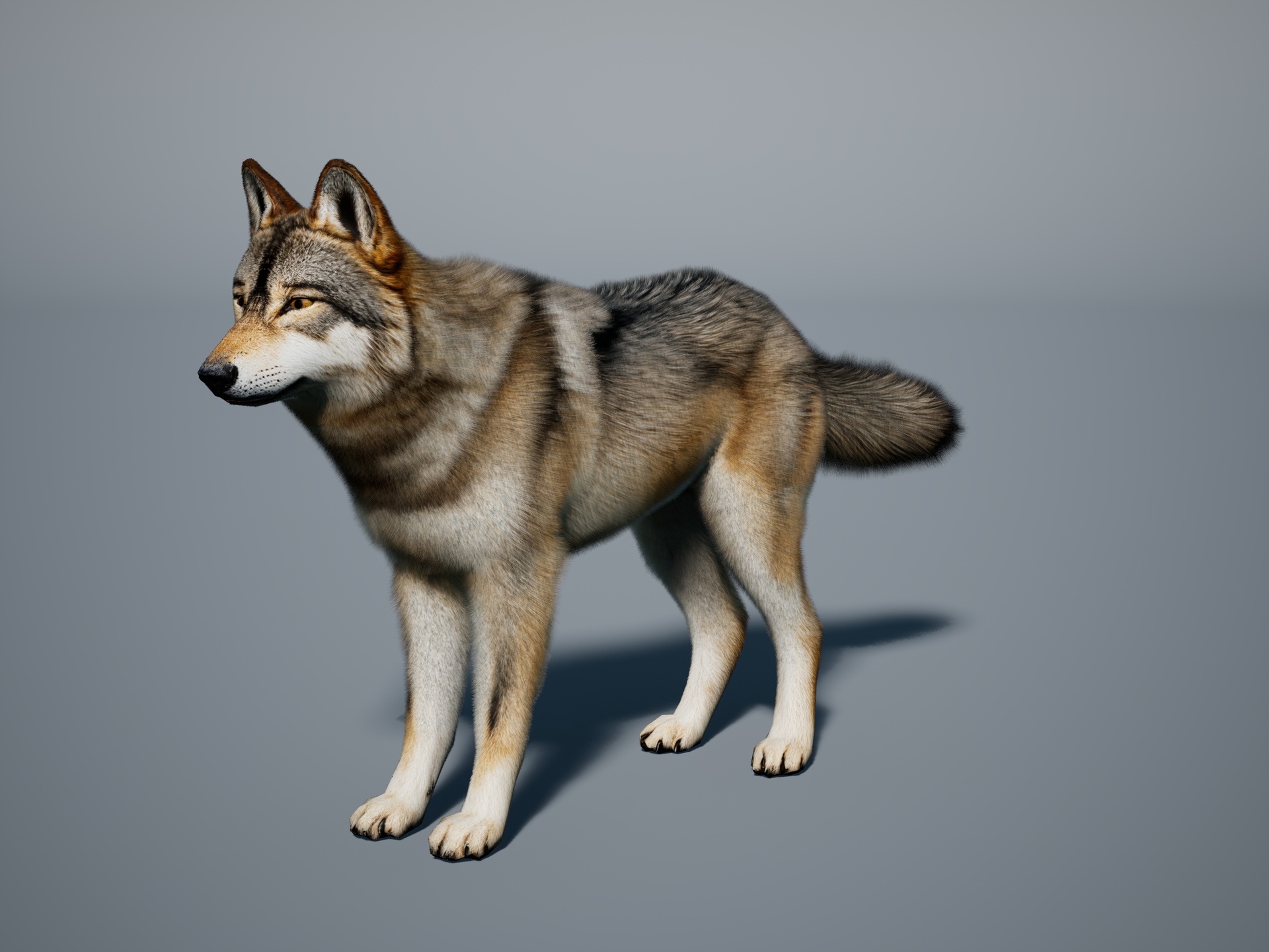 Wolf