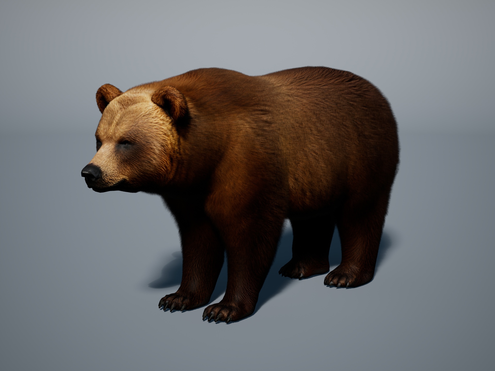 Brown bear