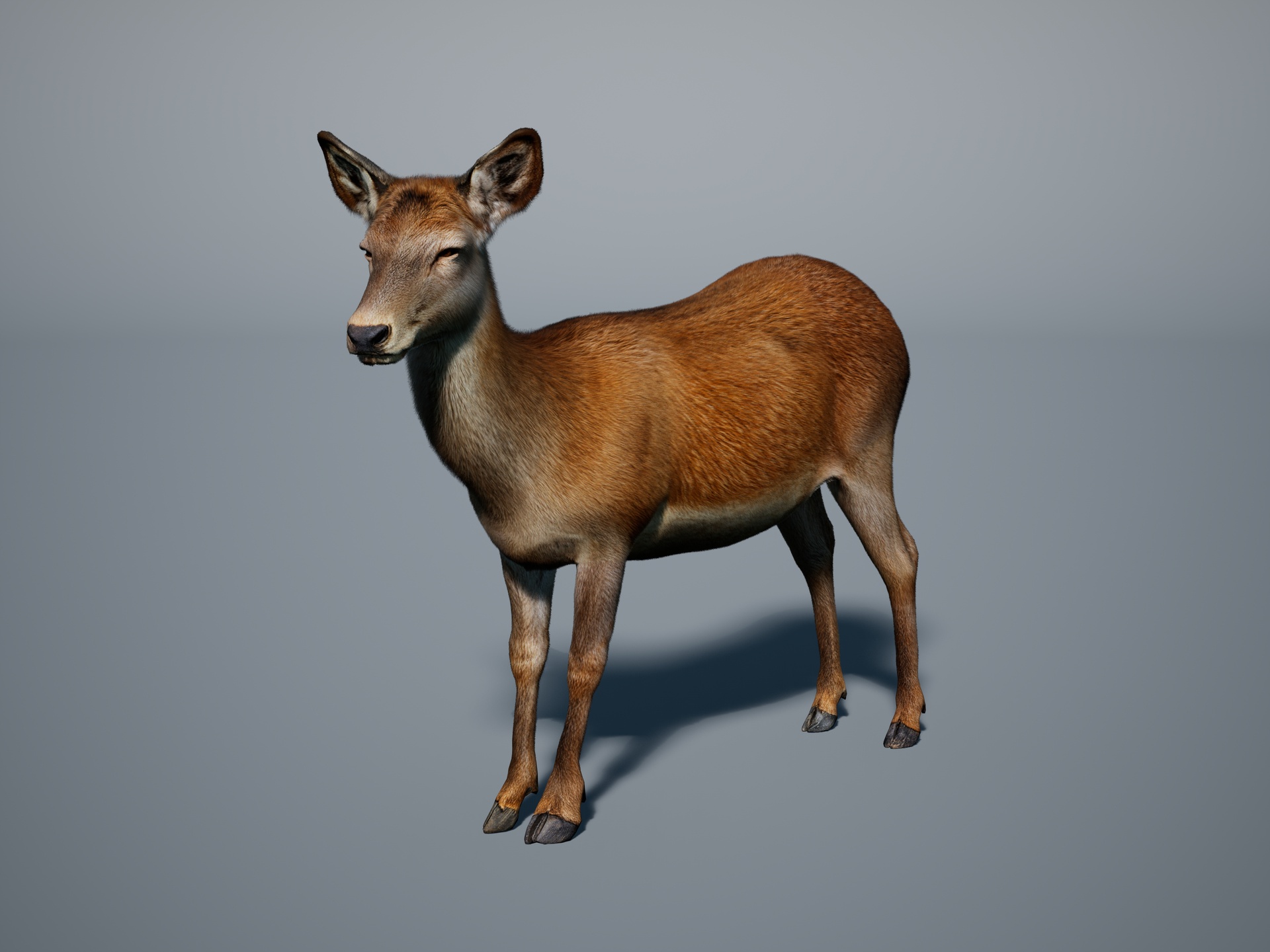 Red deer doe