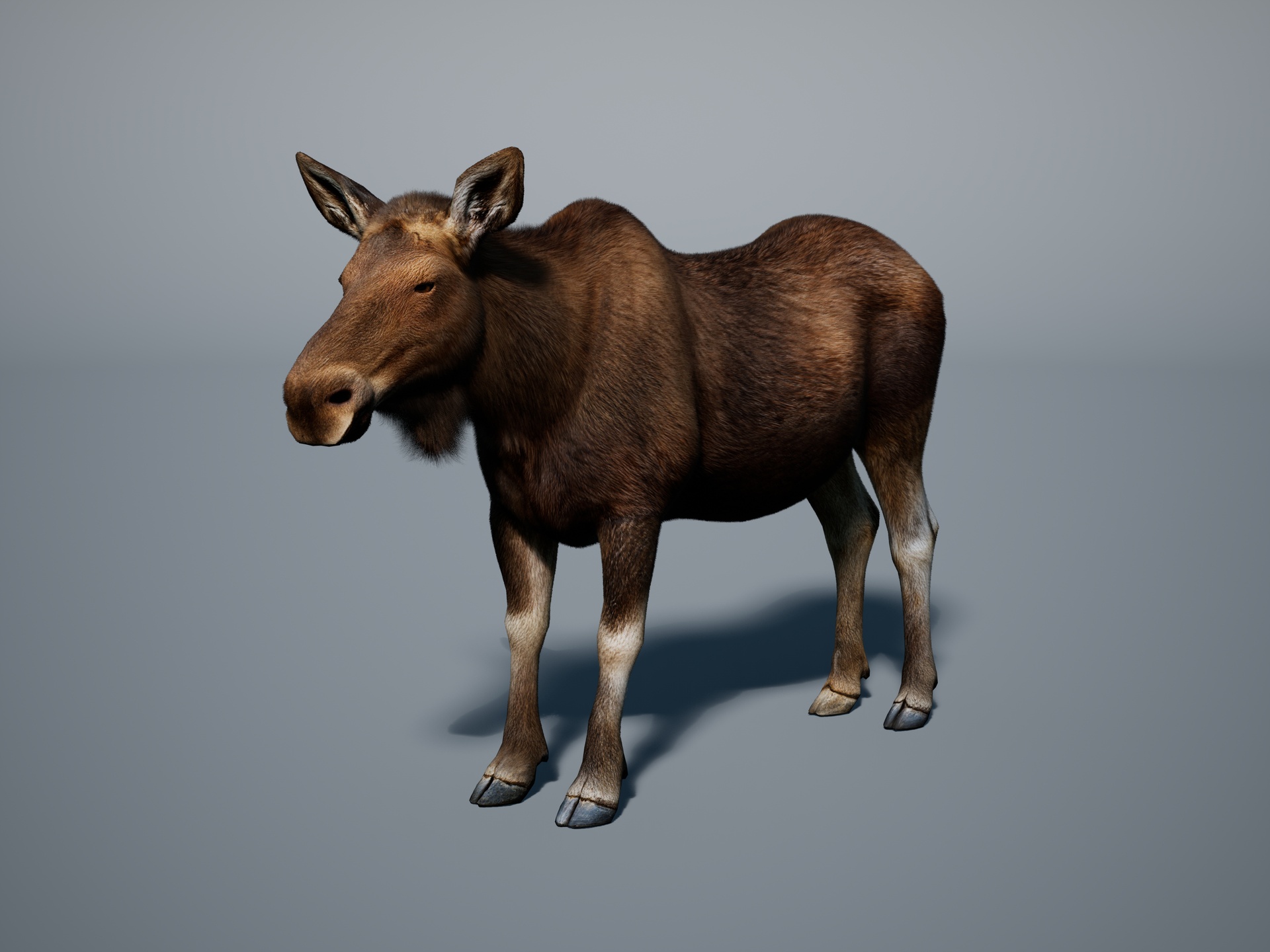 Cow moose
