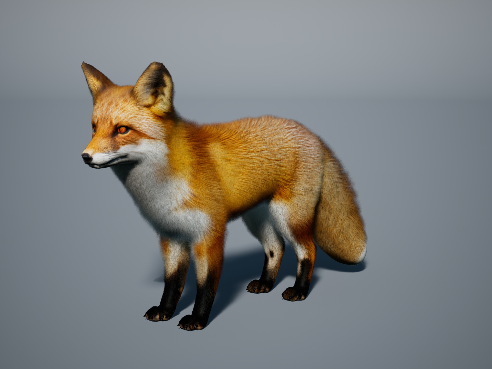 Red fox