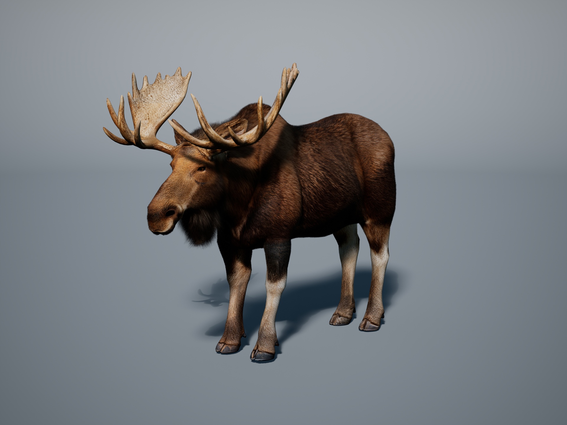Bull moose