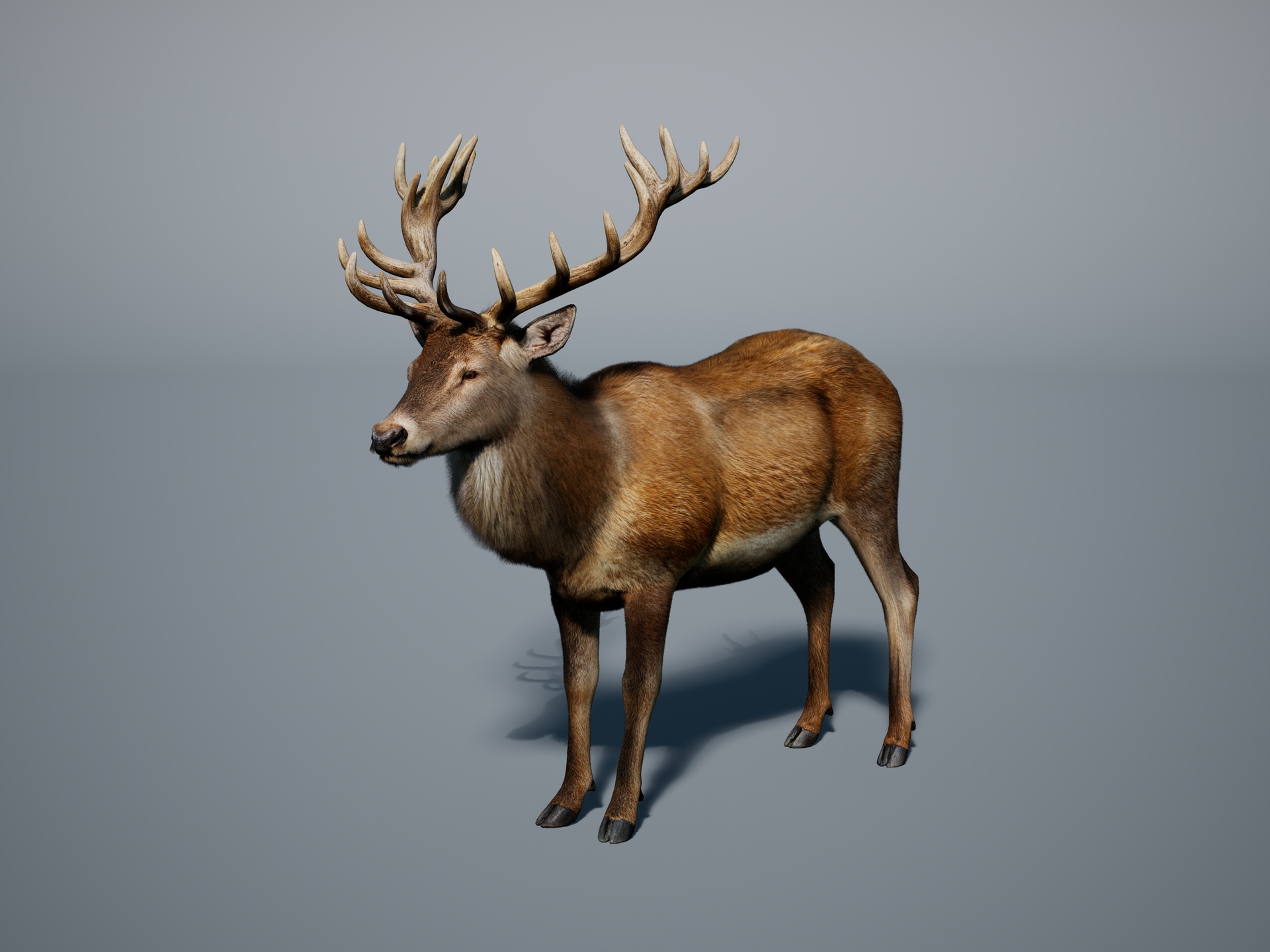 Red deer stag