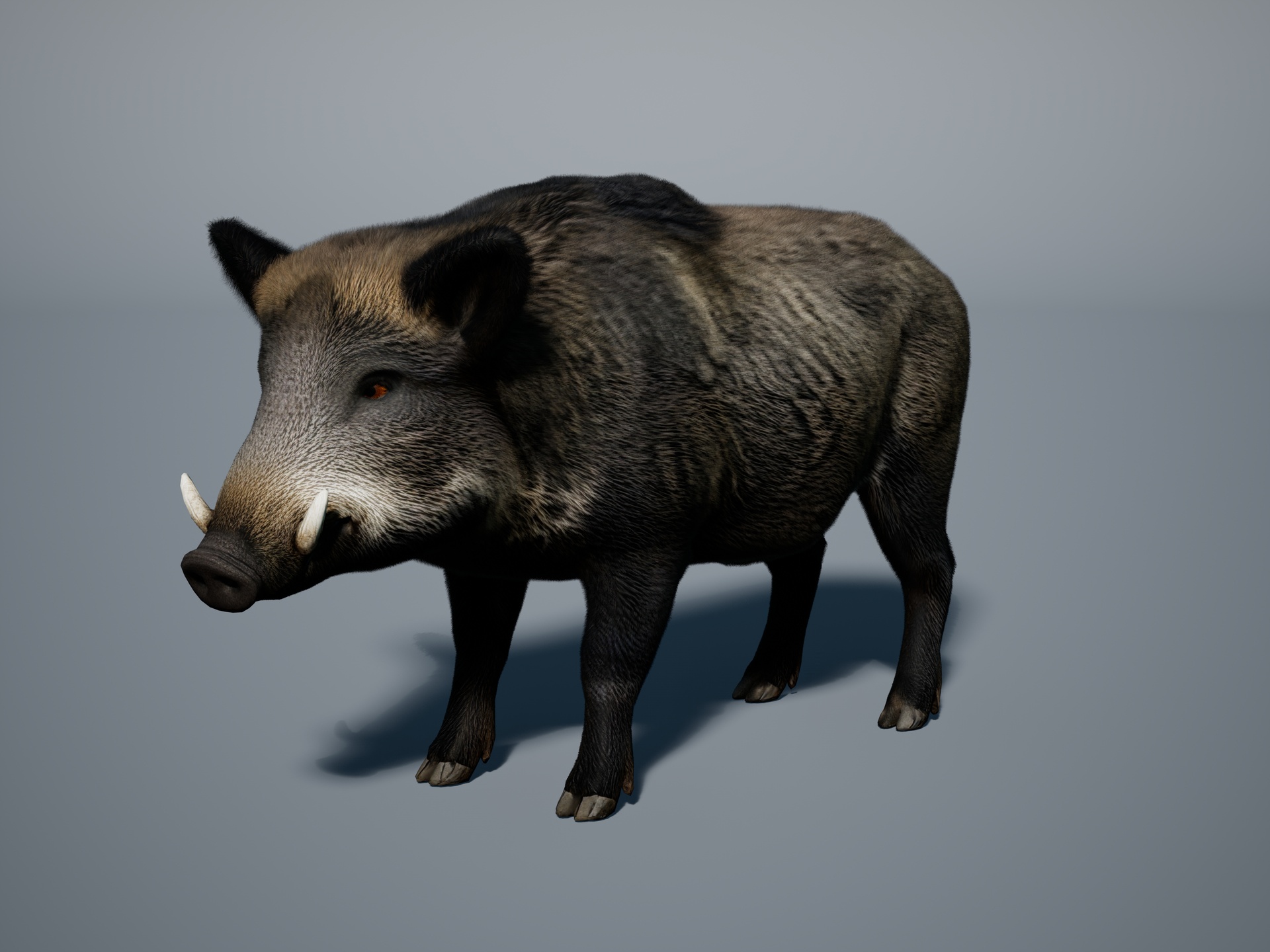 Wild boar