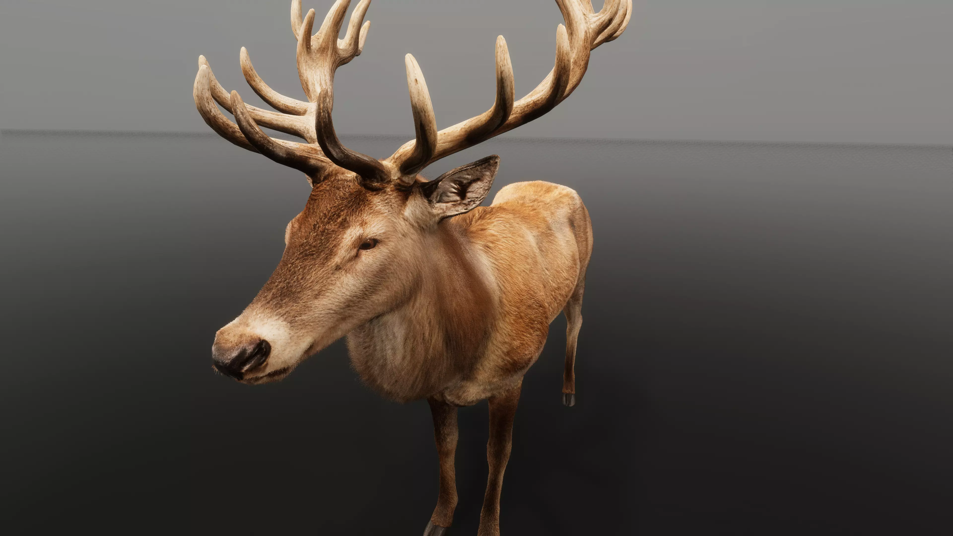 Red deer stag — close-up