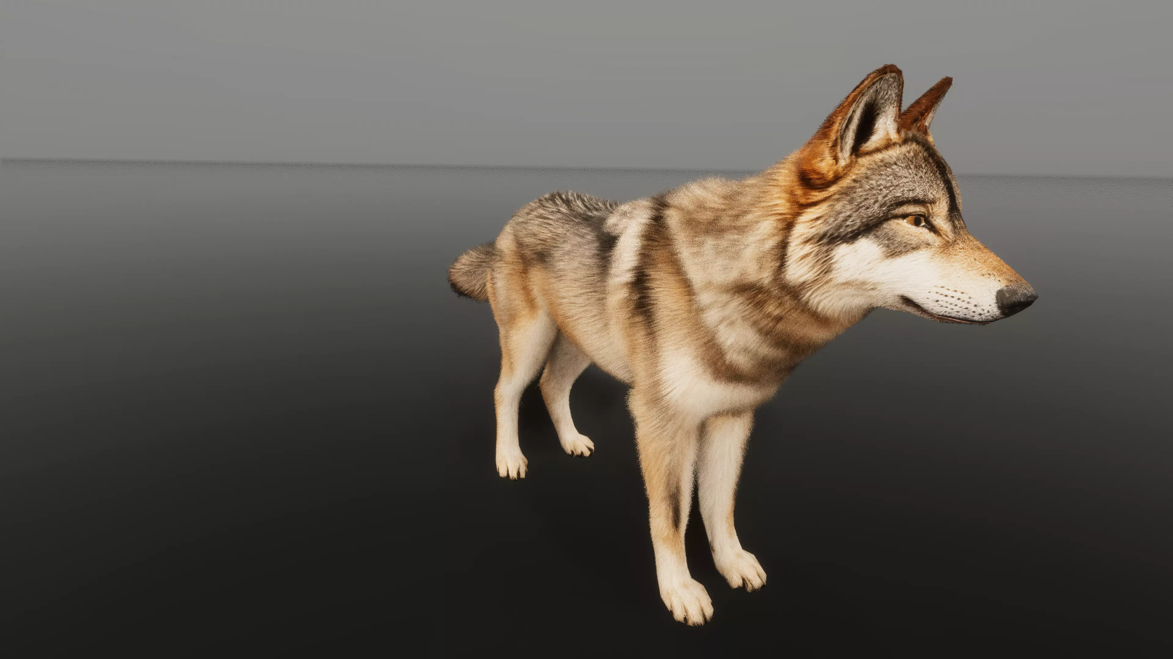 Wolf — side view