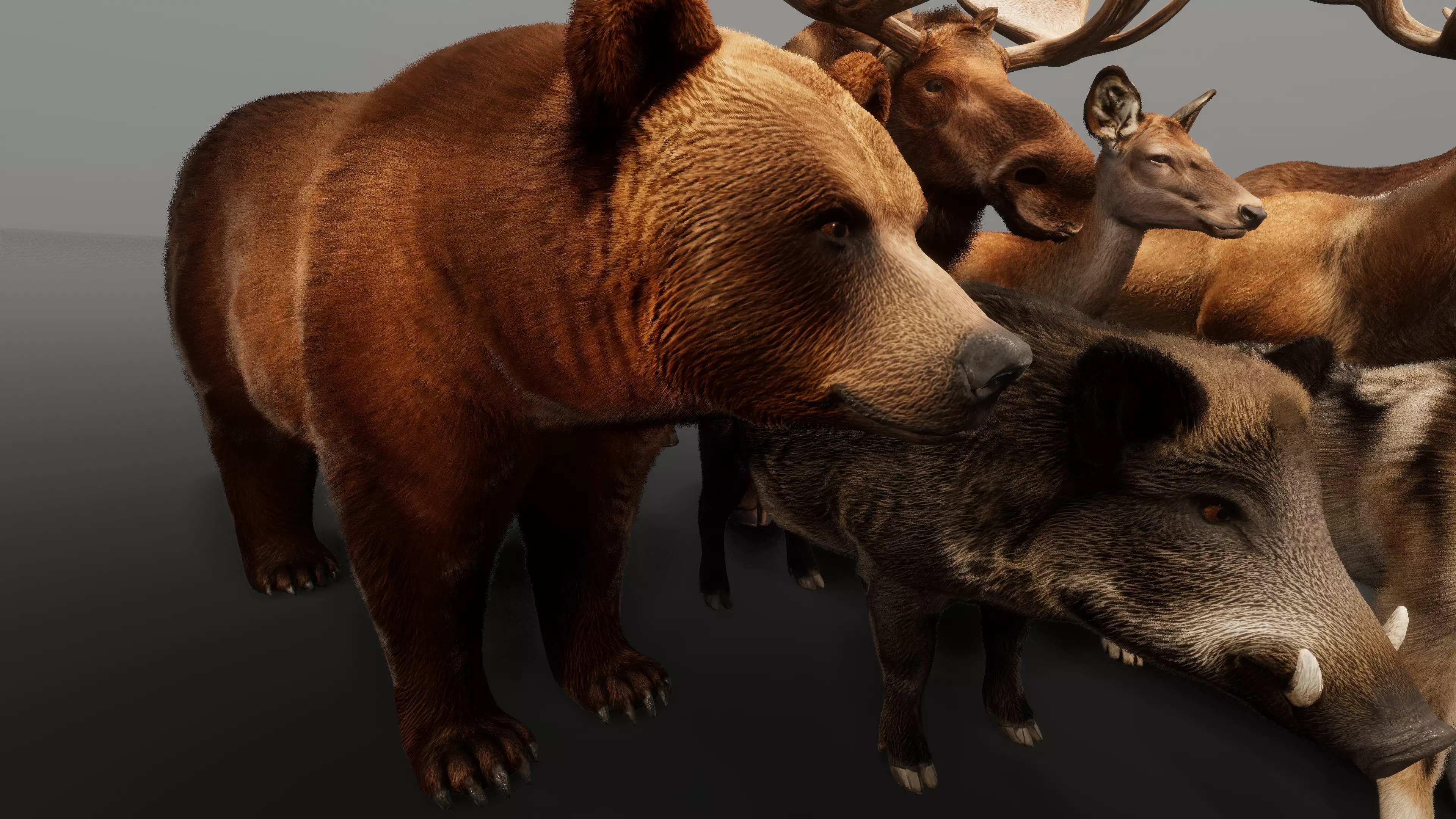 Bear and boar — fur detail