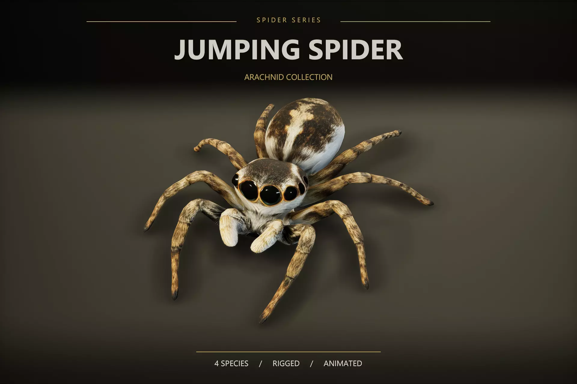 Jumping spider